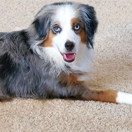 Leia - Miniature American Shepherd