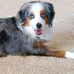 Leia - Miniature American Shepherd
