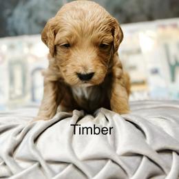 Timber - Apricot male Goldendoodle puppy in Pasco, Washington from Camp Doodle Woods