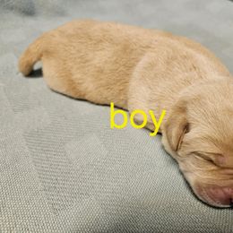 Boy one - Yellow male Labrador Retriever puppy in Avon, Minnesota from Labs on Sand kennel
