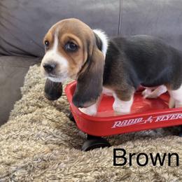 Basset Hound Puppies from virene Shaffer