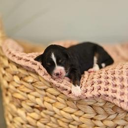 Black tri - female Australian Mountain Doodle puppy in Spanish Fork, Utah from Little Puppy Co.