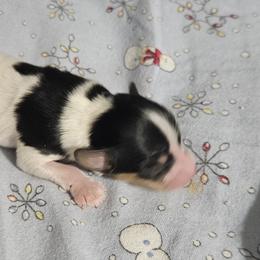 Raider - White black and tan male Papillon puppy in Fulton, Missouri from Papillon Love