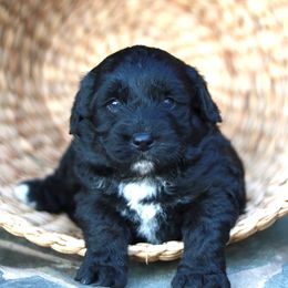 Aussiedoodle Puppies from Johnson’s Highland Pride Aussiedoodles