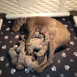 Blue Male Pick 3 - Blue male Weimaraner puppy in Kingwood, Texas from Desert Rose Weimaraners