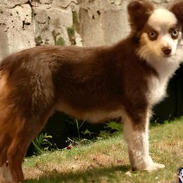 Circe - Toy Australian Shepherd