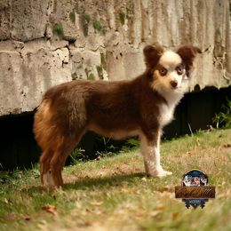 Circe - Toy Australian Shepherd