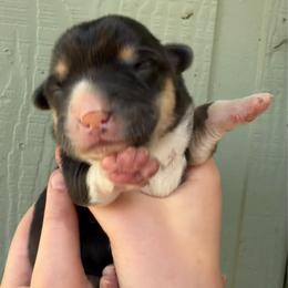 Denisovich - Black and tan male American Corgi puppy in Grants Pass, Oregon from KnR Antler Dogs