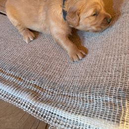 Golden Retriever Puppies from Collette's Goldens