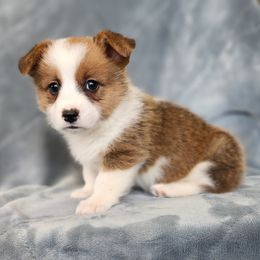 Toffee - Sable male Pembroke Welsh Corgi puppy in Orleans, Indiana from Workman Farms