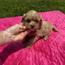 Toni - Apricot female Maltipoo puppy in Lancaster, Kentucky from Dream Paws Puppies, LLC