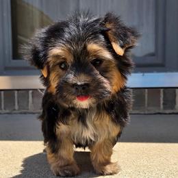 Max - Black & tan tri-color male Morkie puppy in Monticello, Iowa from Ashley’s Puppies