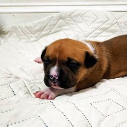 American Staffordshire Terrier Puppies from MDYC Amstaffs