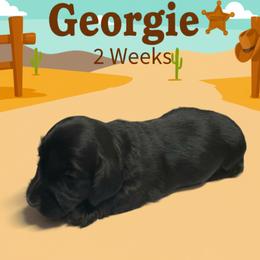 Georgie - Black and tan female Dachshund puppy in Humble, Texas from Foley Dachshunds