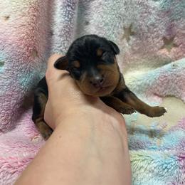 Nero - Black and tan male Miniature Pinscher puppy in Lancaster, Missouri from White Stone Ranch