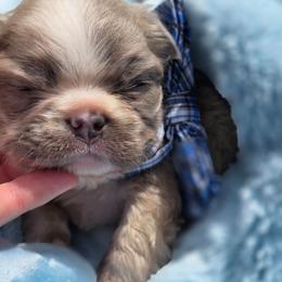 Freckles - Fawn and white male French Bulldog puppy in Miami, Oklahoma from Destiny Jones