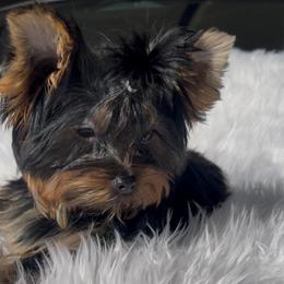 Amor - Black and gold female Yorkshire Terrier puppy in Las Vegas, Nevada from Yorkiepupsntcups