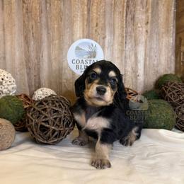 Knox - Black and tan male Dachshund puppy in Woodbine, Georgia from Coastal Bluff Pups
