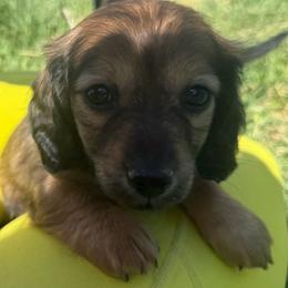 Tequila Daisy - Red female Dachshund puppy in Elko, Nevada from Willow Creek Acres Dachshunds