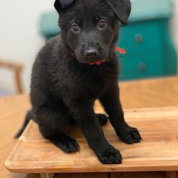 Red - Black female German Shepherd puppy in Pendleton, South Carolina from DogSmith Purebreds
