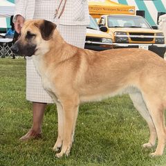 Chinook All Grown Up from Forever Greene Chinooks