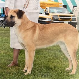 Chinook All Grown Up from Forever Greene Chinooks