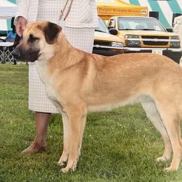 Chinook All Grown Up from Forever Greene Chinooks