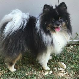 Chief - Tri-colored male Pomeranian puppy in Newport News, Virginia from Nel’s Pomeranians