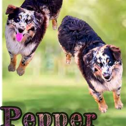 Pepper - Miniature Australian Shepherd