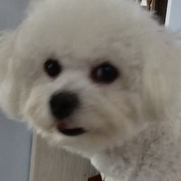 Bichon Frises from My Beautiful Bichons