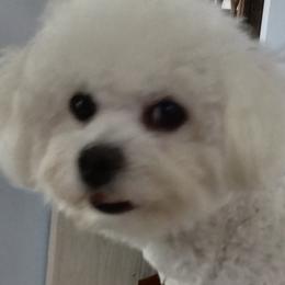 Bichon Frises from My Beautiful Bichons