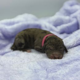 Lemon Meringue - Merle female Sheepadoodle puppy in Greeneville, Tennessee from Smokey Mountain Sheepadoodles