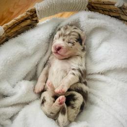 Bali (Pet Only Contract) - Merle male Pomsky puppy in Greenville, South Carolina from Thicketty Mountain Pomskies