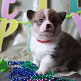 Pembroke Welsh Corgi Puppies from Off Road Ranch Corgis
