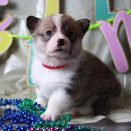 Pembroke Welsh Corgi Puppies from Off Road Ranch Corgis