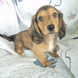 Liberty - Black and cream male Dachshund puppy in Randolph, Texas from Spindle's Little Treasures