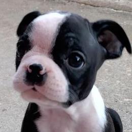 Boston Terriers from Crystal Carlisle's Boston Terriers