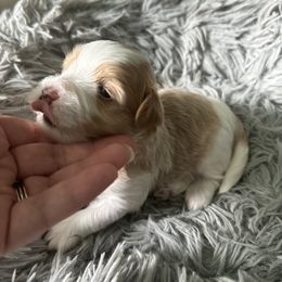 Charlie Brown - Red sable male Havanese puppy in Kenly, North Carolina from Harbor Of Hope Havanese