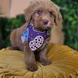 James - Apricot male Goldendoodle puppy in Decatur, Tennessee from Diamond's Doodles