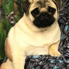 Pugs from Hill Country Pugs