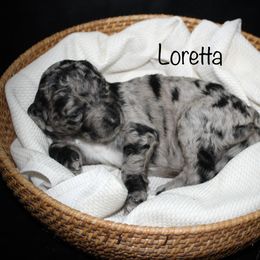 Loretta - Blue merle female Aussiedoodle puppy in Florence, Alabama from Cypress Forrest Doodles