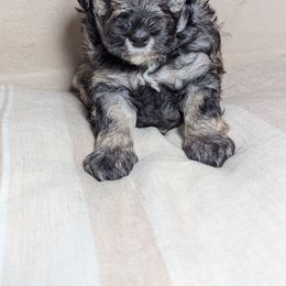 Boy 3 - Brown male Schnoodle puppy in Holmesville, Ohio from Pawsome Puppies