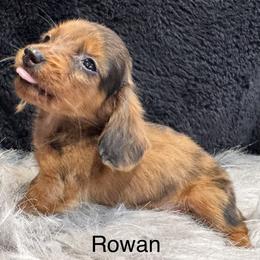 Rowan - Dapple female Dachshund puppy in Cabool, Missouri from Dachshund's of Country Magic Farms in Missouri