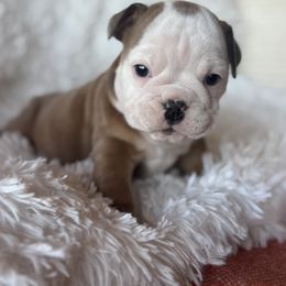 Girl 3 - female Bulldog puppy in Clever, Missouri from Crystals Bulldog Bungalow