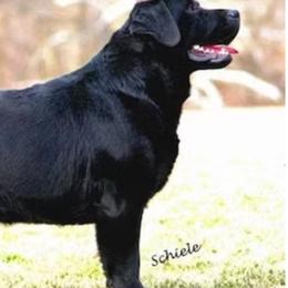Labrador Retriever All Grown Up from DogRiver Labradors