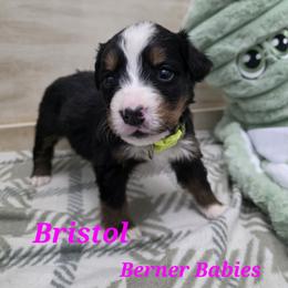 Bristol - Black rust and white female Bernese Mountain Dog puppy in Radcliffe, Iowa from Berner Babies