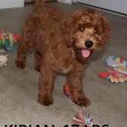 KIRIAN - Red  male Goldendoodle puppy in Jasper, Indiana from Hilltop Pups By Abby, LLC