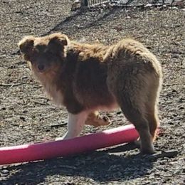 Independence - Australian Shepherd puppy from Silverbrook Australian Shepherds