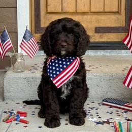 Mousse - Chocolate male Cavapoo puppy in Caldwell, Idaho from Leila Pearson