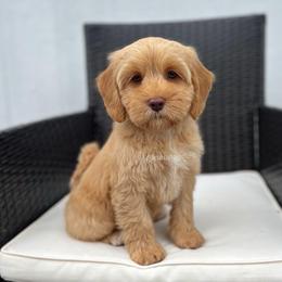 Pebble - Caramel female Australian Labradoodle puppy in Belding, Michigan from Rutu Australian Labradoodles
